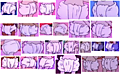Rugrats_Slave_Diapers.png